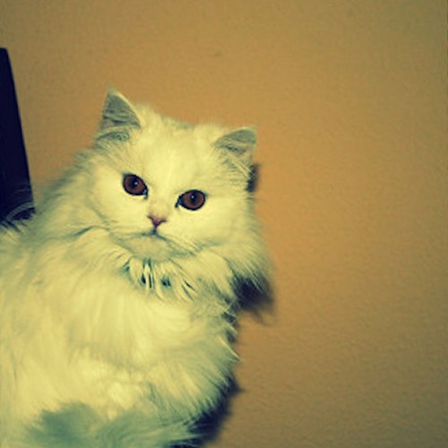 intro sequence to an early 2000s rom com