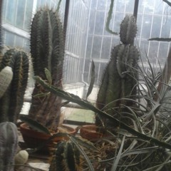 Way Of Cacti