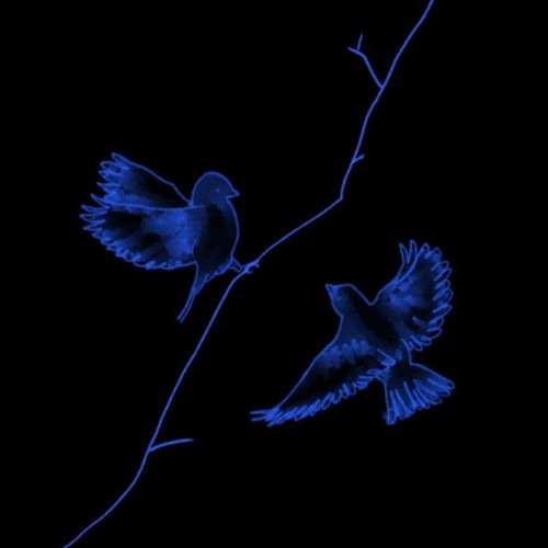 Stream Sara Bareilles-Blue bird acappella cover by Alin Shin by 신