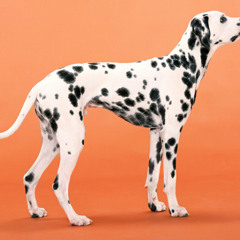 What I Got (Sublime cover)