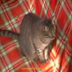 Le solite Cose (Pointillism RMX)