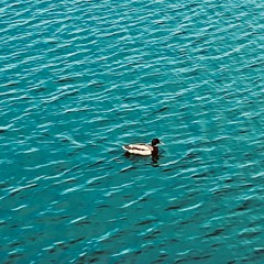 Solitude