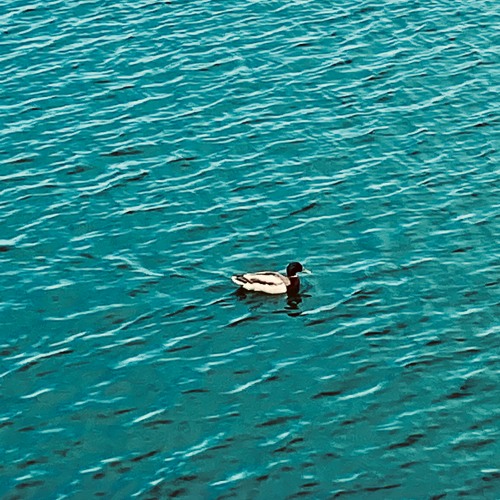 Solitude