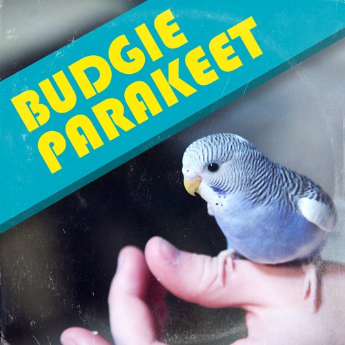 Stream Budgie Parakeet Sound Effects by Silverplatter Audio Professional Sound Libraries