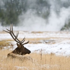 Adaptatsia (Adaptation), 2016