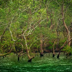 Protecting Mangroves: India's natural carbon sponge - Bindu Gopal Rao