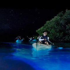 Review Special Price Bioluminescent Bay Night Kayaking Tour In Laguna Grande Fajardo