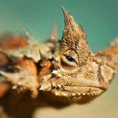 THORNY DEVIL