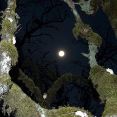 Southern nights- Wesley Crider