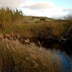 FKISM: Carrickalinga Creek, Carrickalinga - May 2015