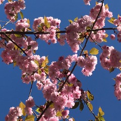 Grace Cale — А вот и ментовские пожаловали / Nein