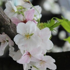 Spring Cherry Blossoms