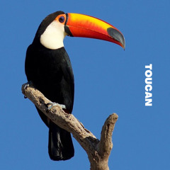 Toucan