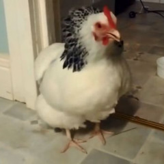 kogut