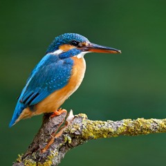 Türkiye'nin Yalıçapkını