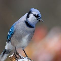 Sound-In - Sounds of Nature