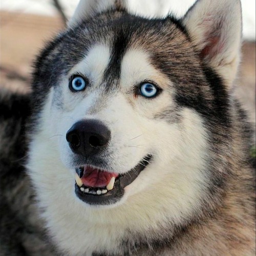 "The Dogs" - Prophecy of Deadly Global COVID-19 Vaccination Program ('Necessary Vaccination')