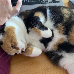 Cat purring