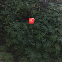 dazed (original song)