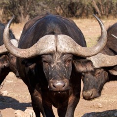 Killer Cow Invasion