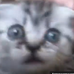 ДИМЫЧ ПОДЗАБОРНЫЙ БАРМАЛЕЙ