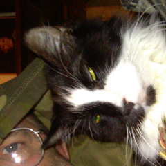 SAMBA keyboard guitar PATTI V2 bach&jones