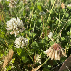 Das ist Januar (Spring Clover remix)