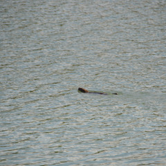 Tracis - HB Live 20-02-25