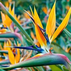 Jungle Flower - Baxter (1951)