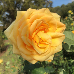 Yellow Rose
