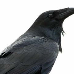 Codename John - The Crow