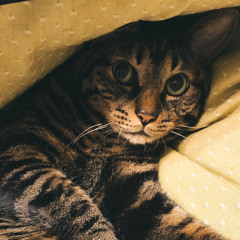 猫と好奇心 (demo)