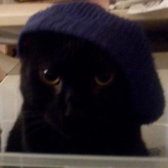 Coolest Cat Around