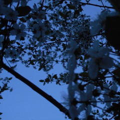 Back to You - Flower Face (slowed+reverb)