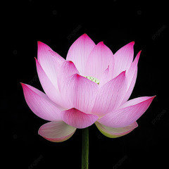 Mesmeric (2)