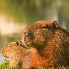 Capybara - Jungle Flow Vibes