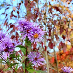 Waiting On An Angel - live