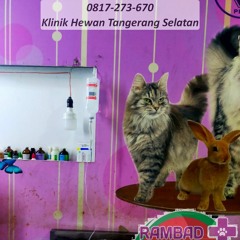0817-273-670 Praktek Dokter Hewan Serpong Utara Tangerang Selatan, Rambad Vet Clinic