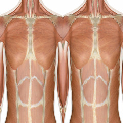 say it with your chest