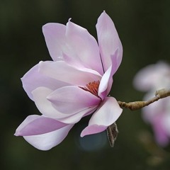Magnolia - Fernando Rivero