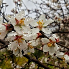 (وتفَقّد الطّير فقال ماليَ لا أرى الهُدهدَ أم كان من الغائبين..) سورة النمل