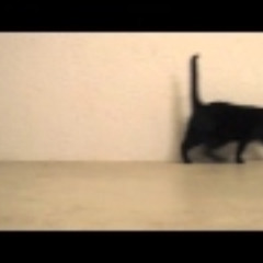 Cat,s⠀⠀⠀⠀⠀⠀⠀⠀|❷⓿❷❺\⠀⠀⠀gait    📽Edit