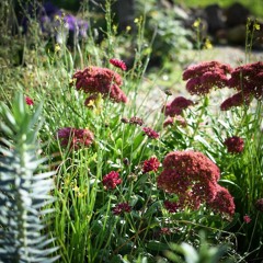 The value of emotional connections to nature