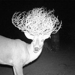 Bones🦴 (reverb by me)