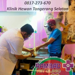 0817-273-670 Praktek Dokter Hewan Bintaro Jakarta, Rambad Vet Clinic