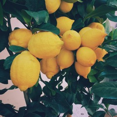 Lemon Tree (Sewwes Cover)