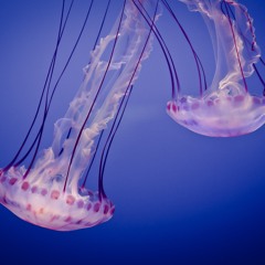 REC 0306 Due A At TERANOMA