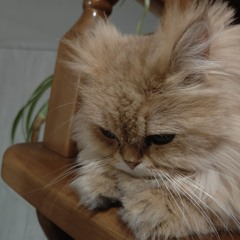 Нежеголь Украина