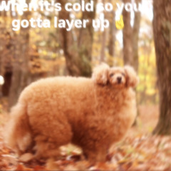 nomore(prod.exhale runtz)