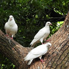 $hortie$LuvJ - Team (prod. neki) (feat. Dominicminajj And Aux!) [DJ DOVEE EXCLUSIVE]